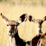 Africa Gallery antelope 0629