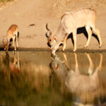 antelope and kudu stags at the watering hole0196