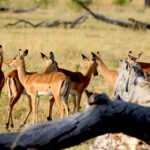 Africa Gallery antelope being cautious 0981
