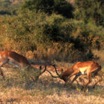 antelope bucks sparring 9873