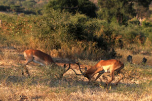 antelope bucks sparring 9873