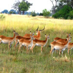 Africa Gallery antelope herd 1265
