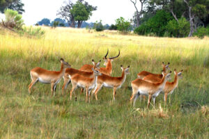 antelope herd 1265