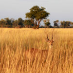 Africa Gallery antelope in the tall grass1749