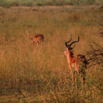 Africa Gallery antelope1337