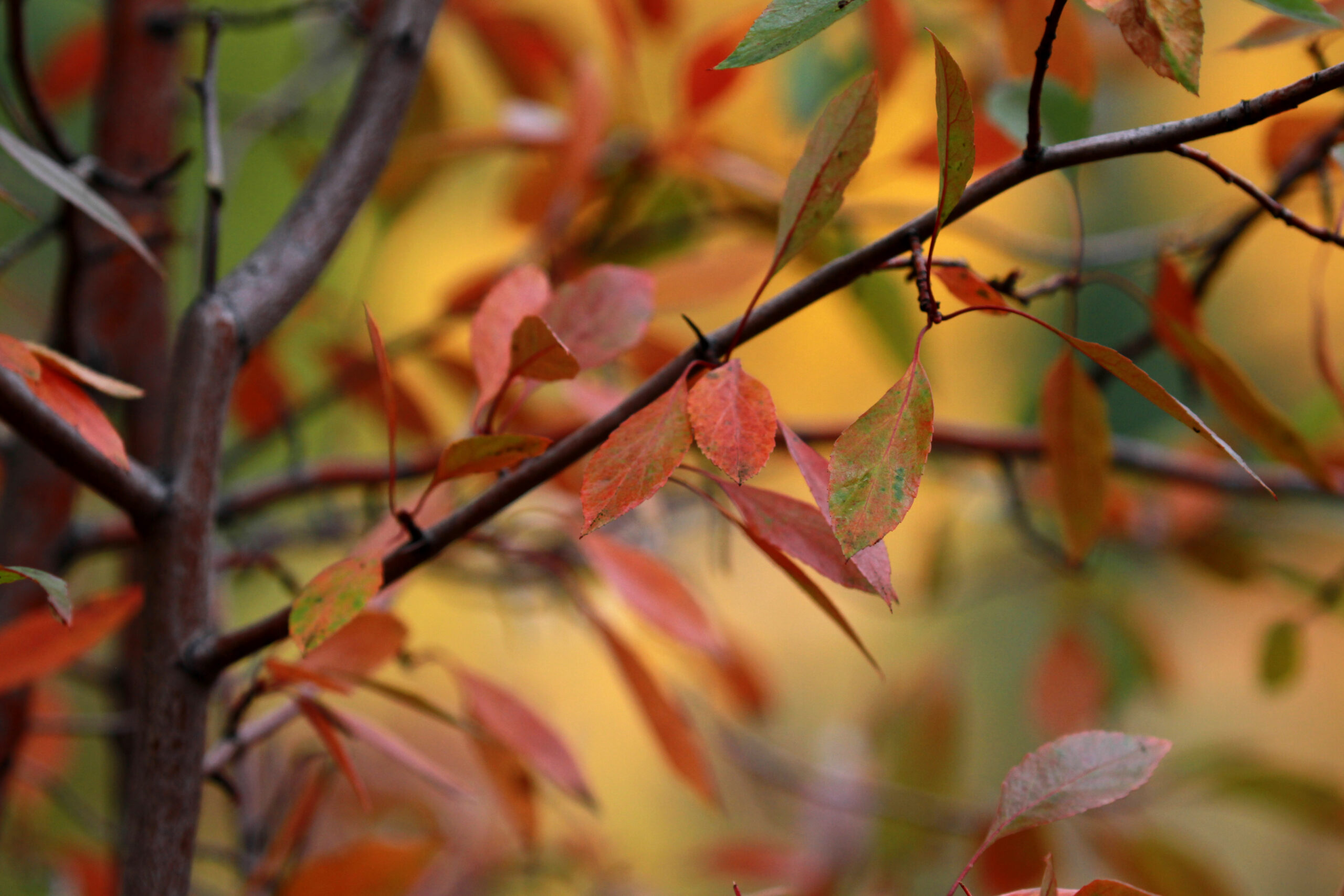 autumn mix1934