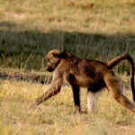 Africa Gallery baboon male 0655