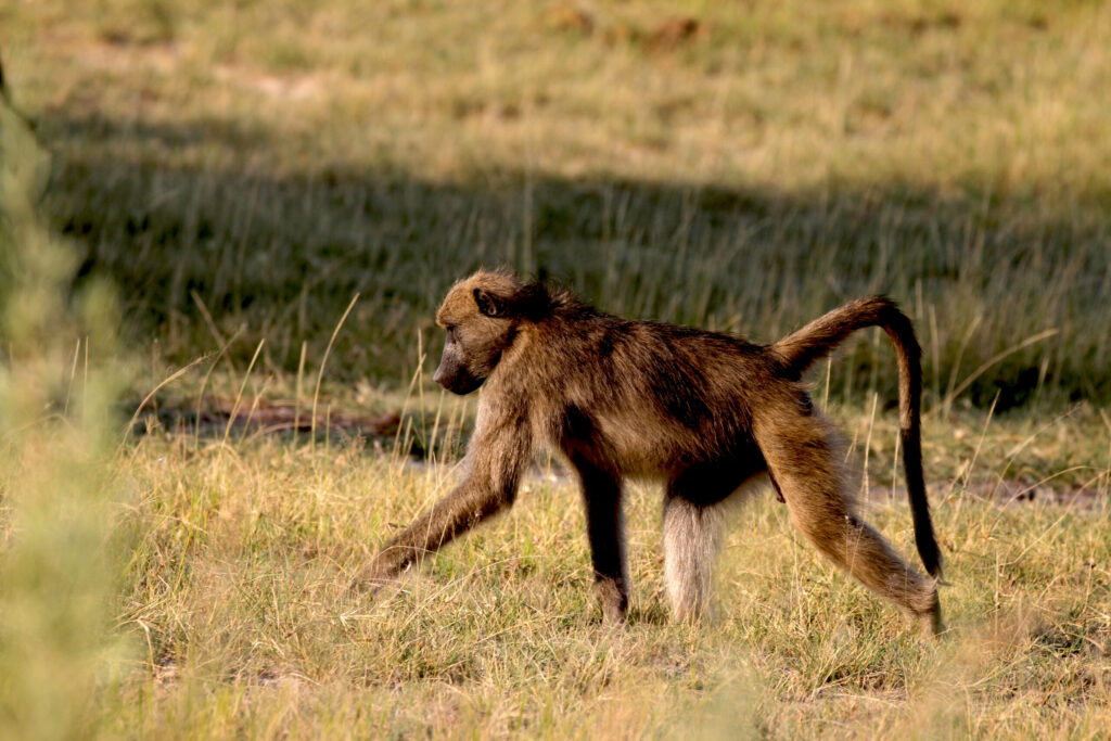 baboon male 0655