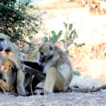 baboons grooming late afternoon 0549