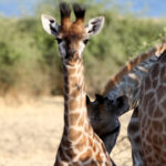 baby boy giraffe 0233