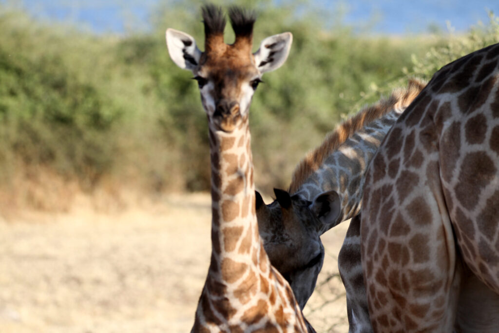 baby boy giraffe 0233