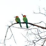 Africa Gallery bee eaters and the gift 2253