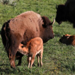 buffalo cow and 2024 baby june 7957