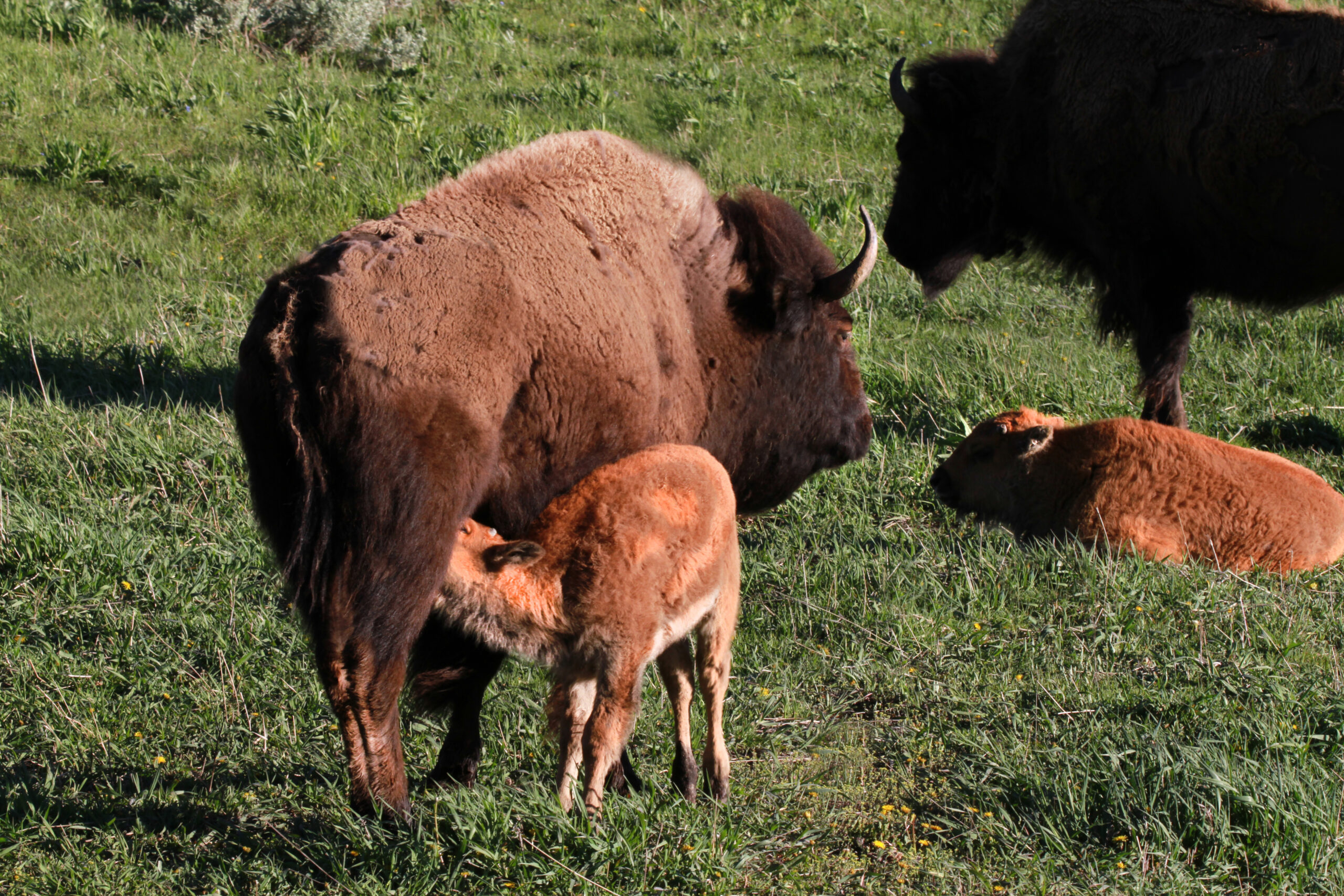 buffalo cow and 2024 baby june 7957