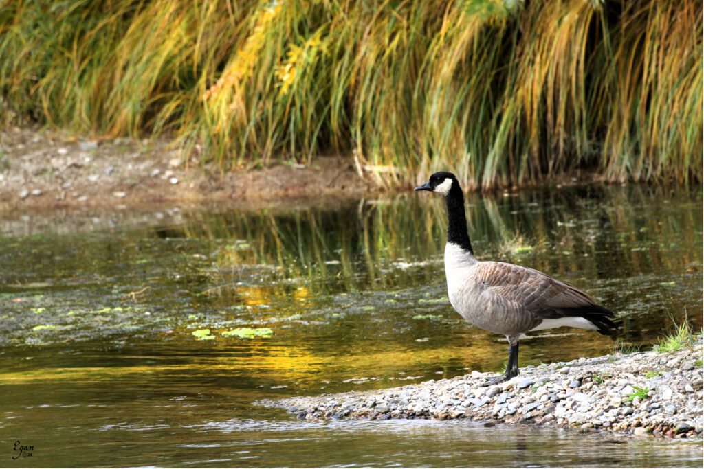 canadian goose on the rio grande river 12 x 18 9994