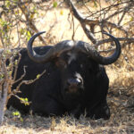 cape buffalo 0041