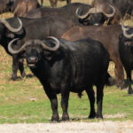 Africa Gallery cape buffalo herd at watering hole1634