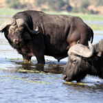 cape buffalo in the river 0125