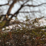 Africa Gallery courting 2207