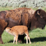 Yellowstone cow and calf brightened up 8162