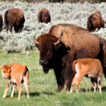 Yellowstone cow and calves at mealtime 8225