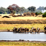ducks, baboon, wildebeest 0798