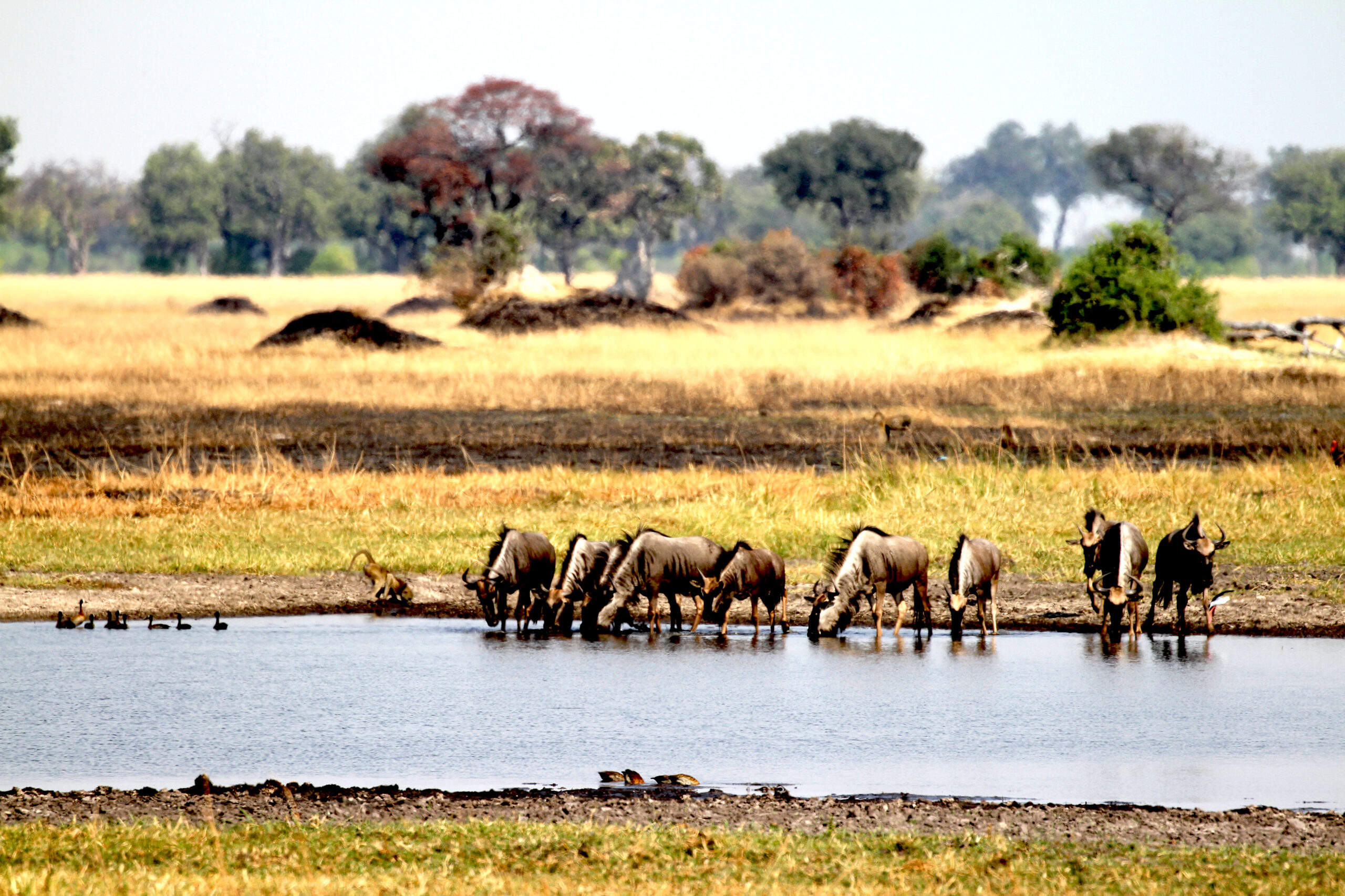 ducks, baboon, wildebeest 0798