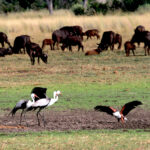 eagle and cranes the threat 1647