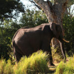 Africa Gallery elephant afternoon rest 2010