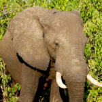 Africa Gallery elephant napping 0661