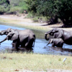 Africa Gallery elephants bathing 0088