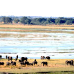 Africa Gallery elephants by the chobe river 0447