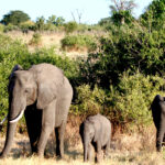 Africa Gallery elephants in the afternoon sun by the chobe 0472