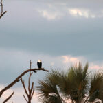 Africa Gallery fishing eagle 1379