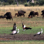 fishing eagle and cranes 1649