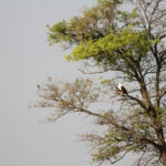 fishing eagle female 0650