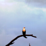 fishing eagle in the weather 1383
