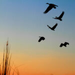 geese on the wing 2 okavango 2083