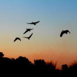 Africa Gallery geese on the wing 2082