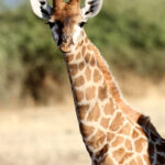 Africa Gallery giraffe baby boy 0249