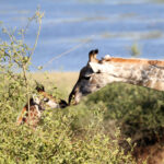 Africa Gallery giraffe mother's kiss 0229