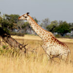 Africa Gallery giraffe browsing1614