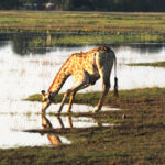 giraffe drink at the watering hole 9879