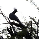 Africa Gallery grey go away bird 2211