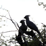Africa Gallery grey go away bird 2210