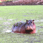 Africa Gallery hippo in algae packed backwater1421