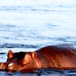 hippo on the zambezi 2 2453