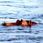 hippo on the zambezi 2451