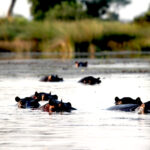 hippos on the okavango 0870