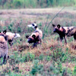 Africa Gallery hyena and painted dog stand off 1499